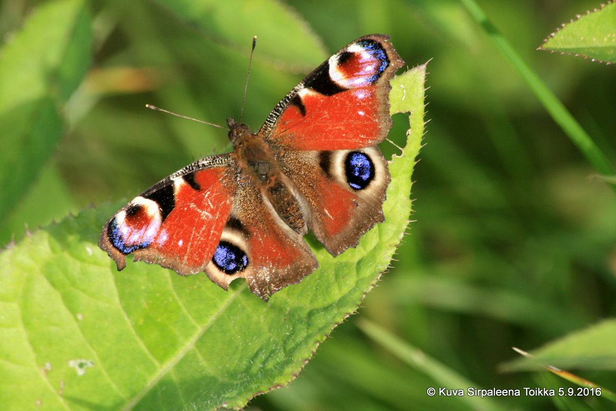 Hautajaisten järjestäminen